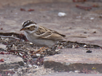 Clay colored Sparrow 7420
